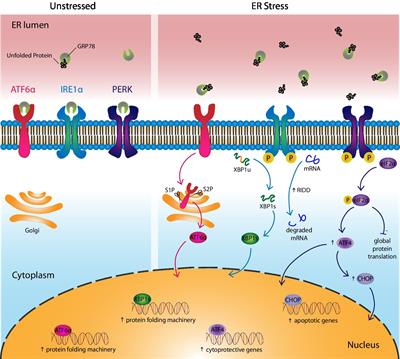 The Impact of Endoplasmic Reticulum-Associated Protein Modifications, Folding and Degradation on Lung Structure and Function